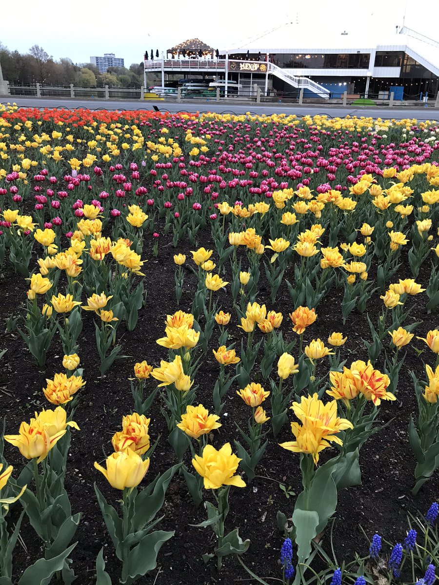 Tiptoe through the tulips with just me. <a href="/CdnTulipfest/">Canadian Tulip Festival</a>