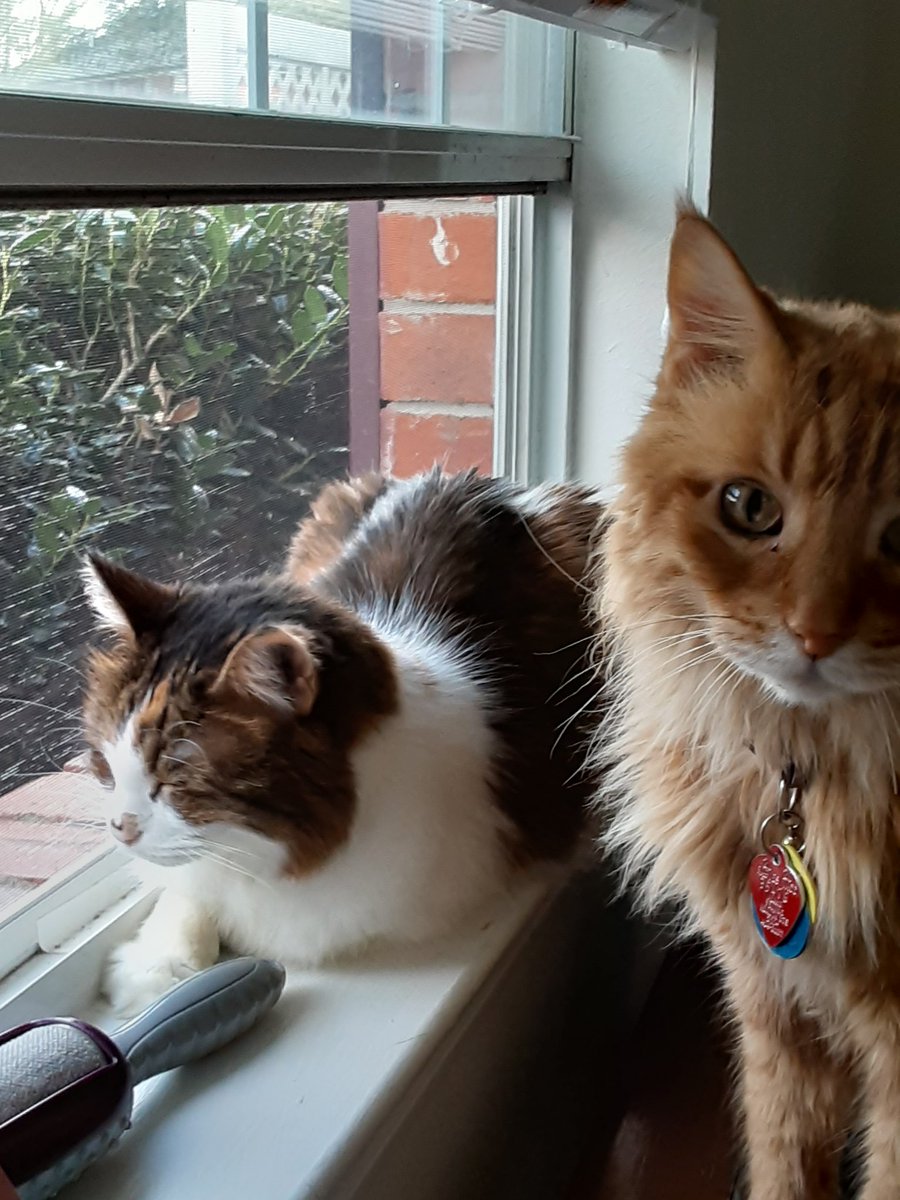 2sweetrescues's tweet photo. @bobayling James and mama are so sorry for your loss. We lost our sweet Sophie yesterday, too. Maybe she and Roger will become friends and cross 🌈 together. 😿😿💙❤🌈 https://t.co/yvVaySps4q