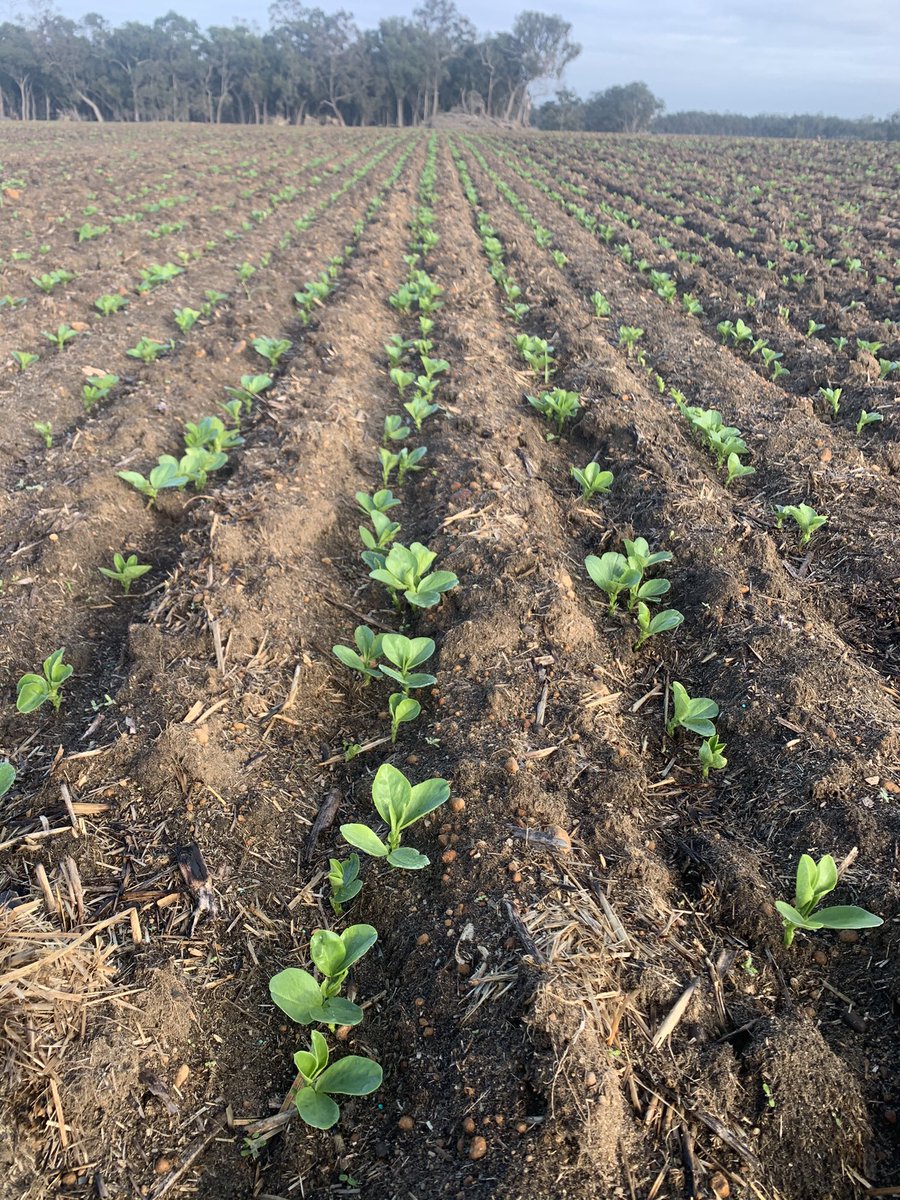 Beans are looking great. Very happy with establishment