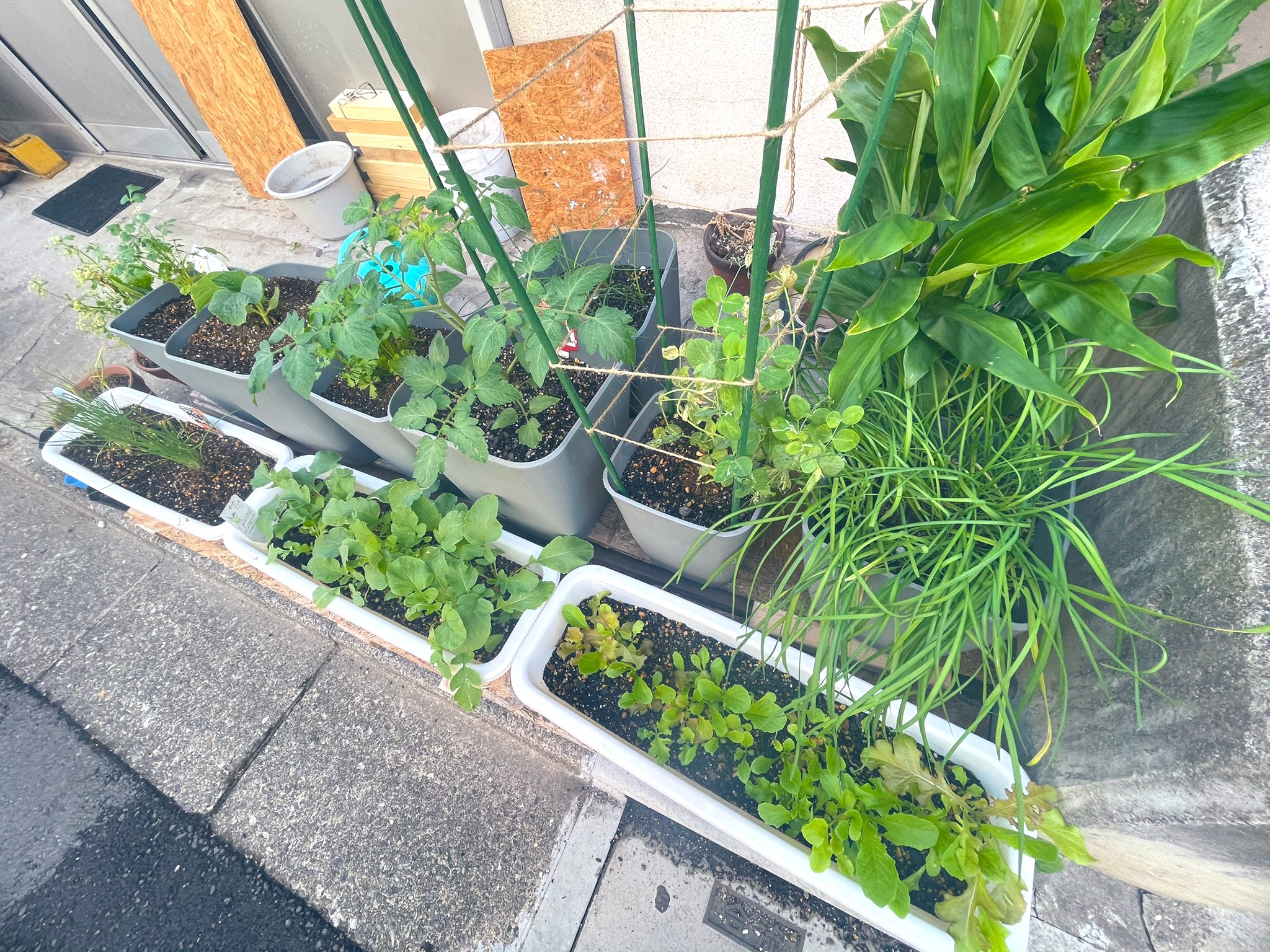 杉本克哉 Sugimoto Katsuya 家庭菜園 も充実してきた 東京23区内でもプランターで頑張って育ててる 今日はキヌサヤと間引きしたラディッシュ スープセロリを収穫 美味しそうな野菜スープも出来た T Co 9u9zlng0lh Twitter