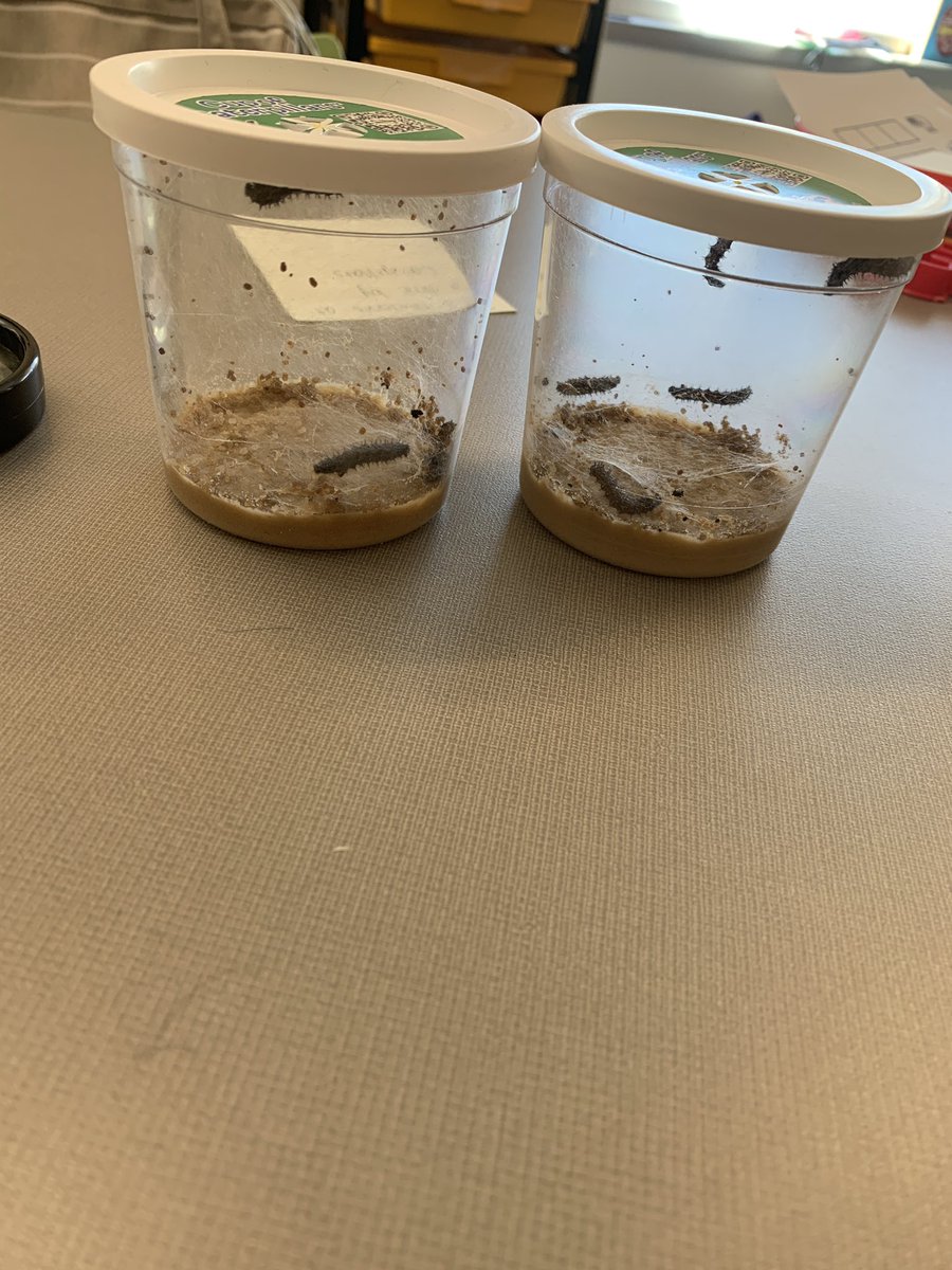 CGroutSGR's tweet photo. We have been busy this week learning about the lice cycle of a Butterfly- and there is no better way then watching it happen in our room! Loving our temporary class “pets” :) @sgrspuds https://t.co/KMWM3SLjH8