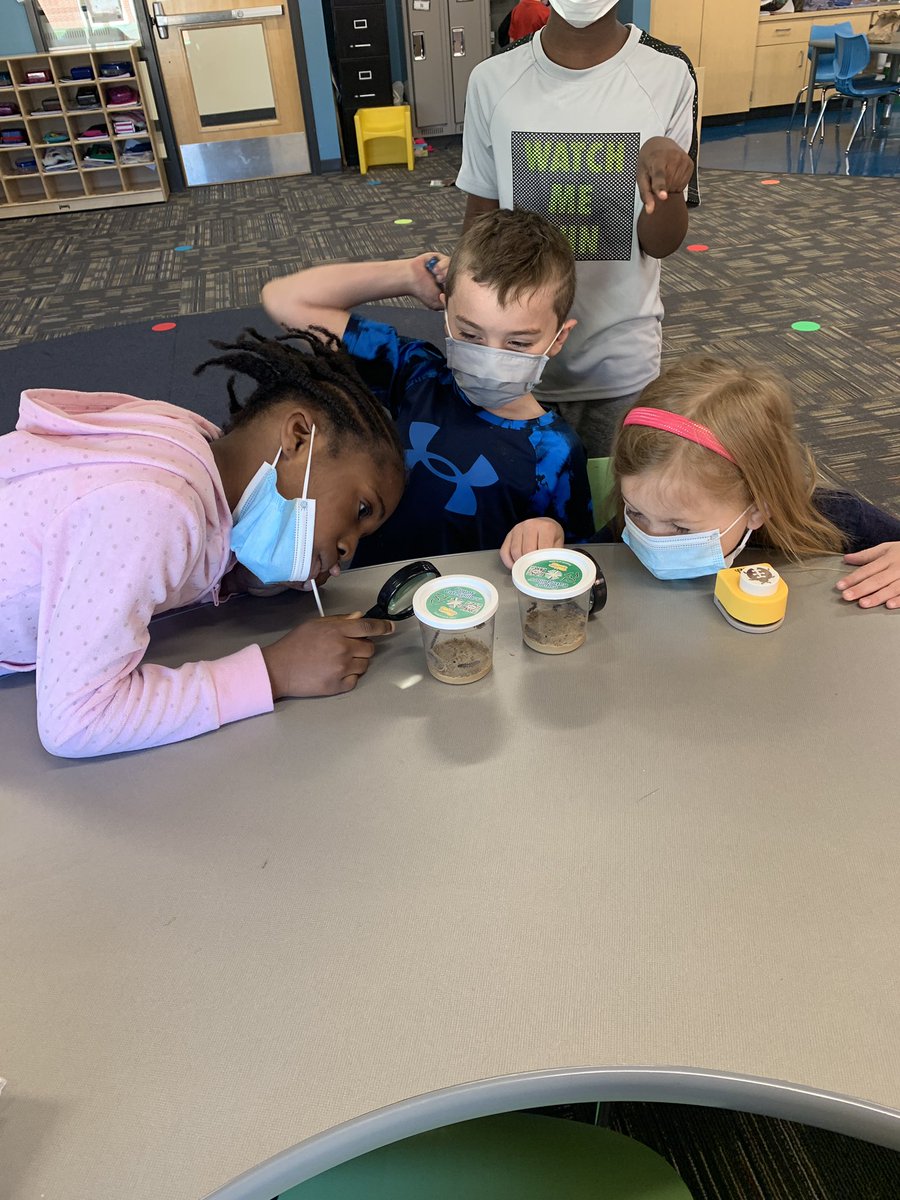 CGroutSGR's tweet photo. We have been busy this week learning about the lice cycle of a Butterfly- and there is no better way then watching it happen in our room! Loving our temporary class “pets” :) @sgrspuds https://t.co/KMWM3SLjH8