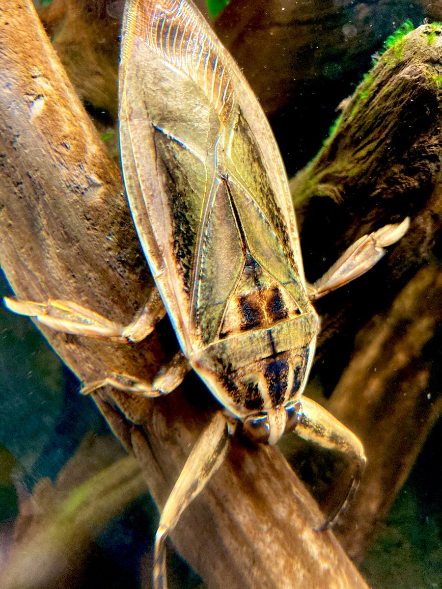 タガメタル ametal6 Twitter