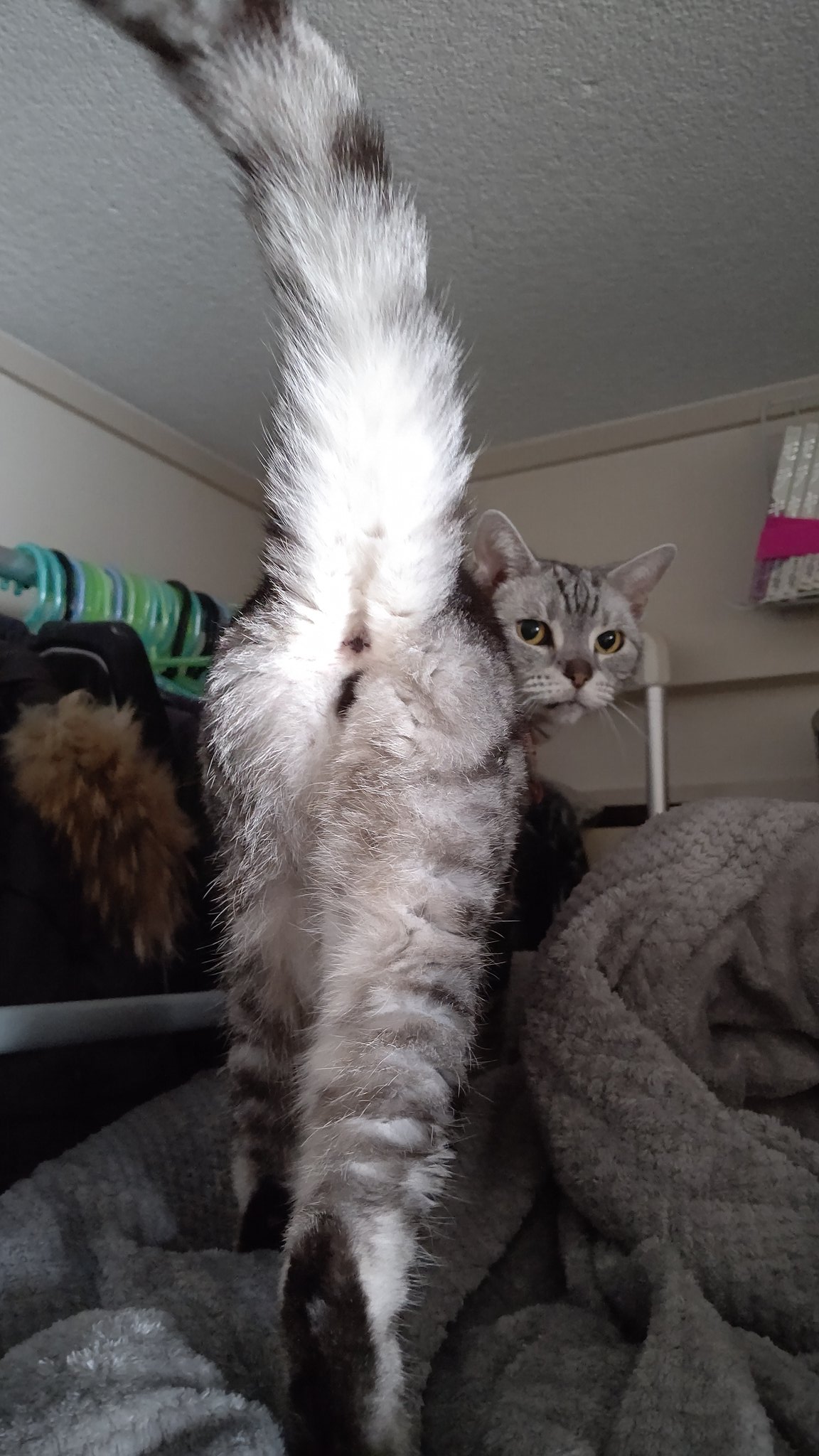 猫カフェ まるまる Neko Marumaru Twitter