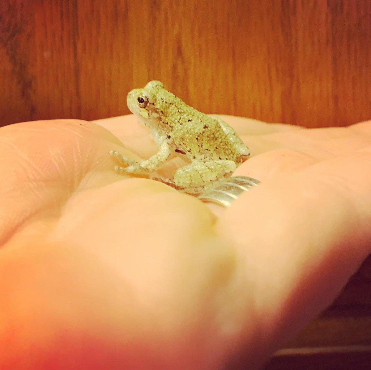 meghan_olds's tweet photo. Welcome to the Olds family, Herbert! More affectionately known as “The Ribbiter.” 
•
•
•
#frog #savealife #chlorinekills #greytreefrog #herbert #theribbiter #adopt #adoption #rehabilitation #treefrog #baby #welcome #savelives https://t.co/A3JKcjfbld