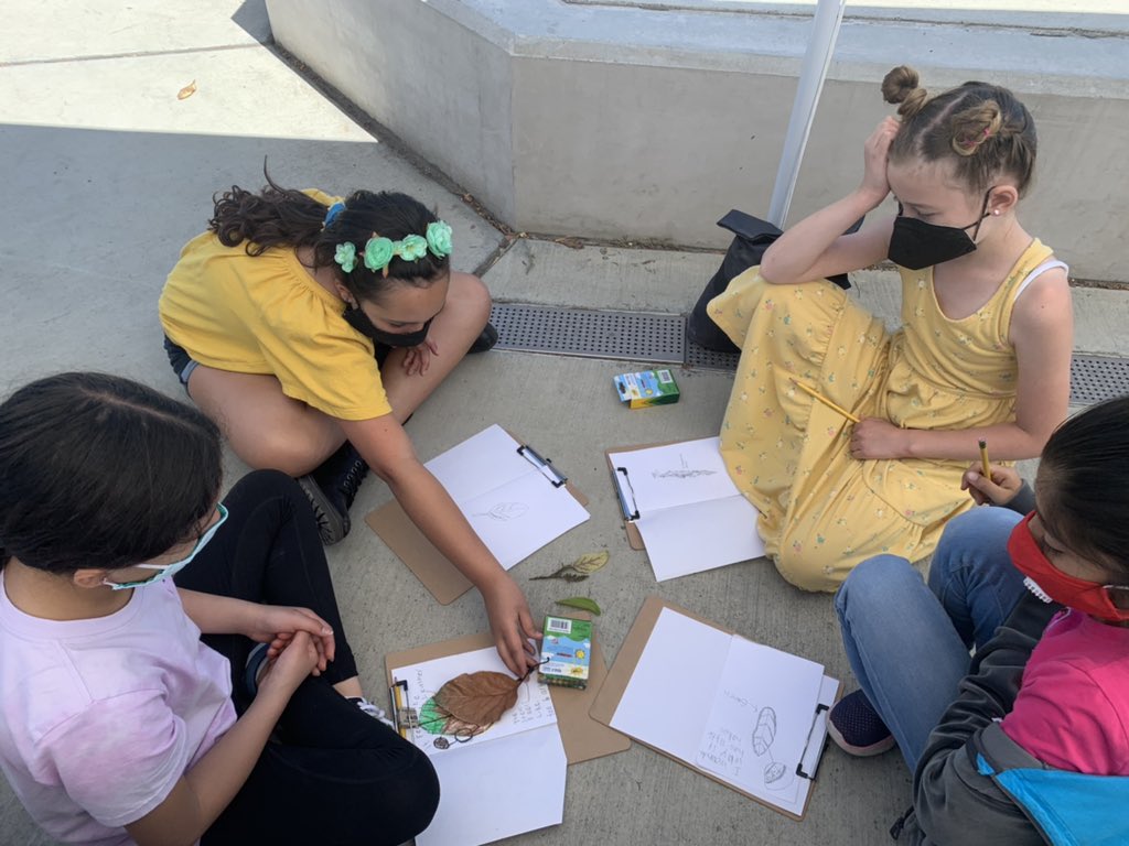 Nature Walk with 4th/5th graders in the Lyn garden.Practicing sketching like a scientist. Observe, record & include details like a scientist not to make art! Matching the sketch to the leaves. @calacademy, @lynhavenlynx1, @campbellusd, @juliegoo2, @AnneAjlouni , @BeatriceRowan