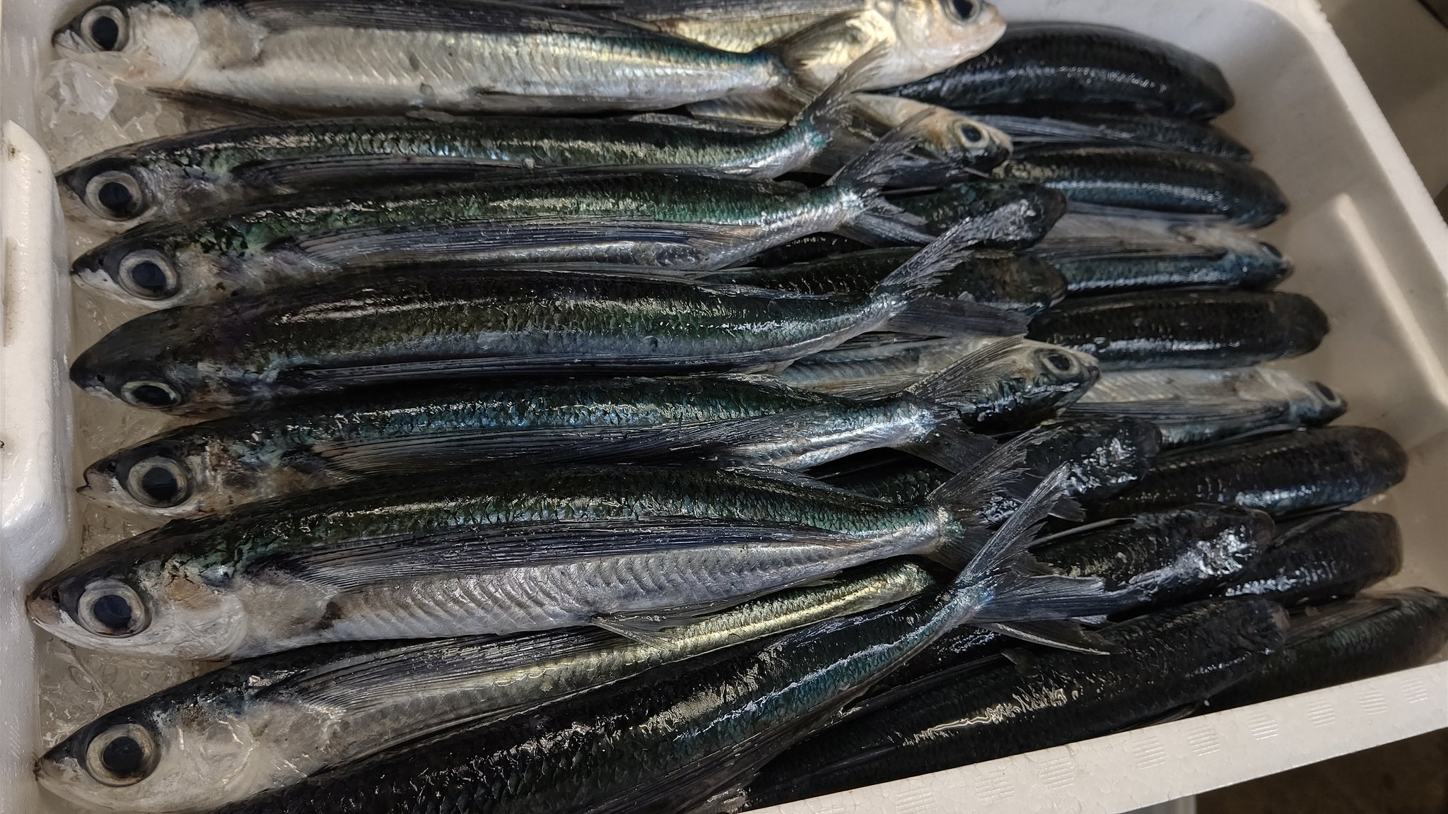あじろや 初夏を代表する魚 アゴ とびうお が入荷しました アゴにも 角アゴ と 丸アゴ がありますが 今日はお刺身で食べると美味しい 角アゴ です あじろや 鳥取 ランチ T Co Pkhinw8yp0 Twitter