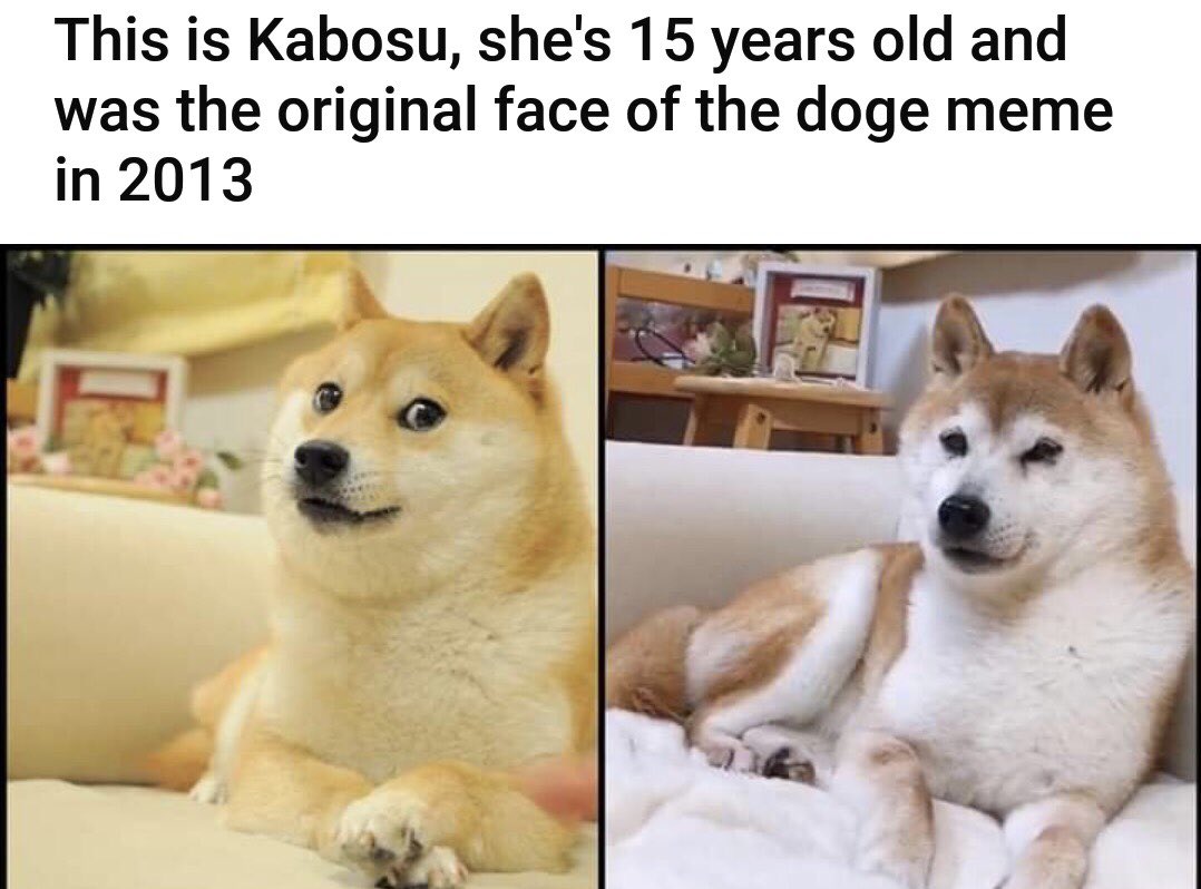 BillyM2k's tweet image. Meet Kabosu, the OG Doge ❤️
