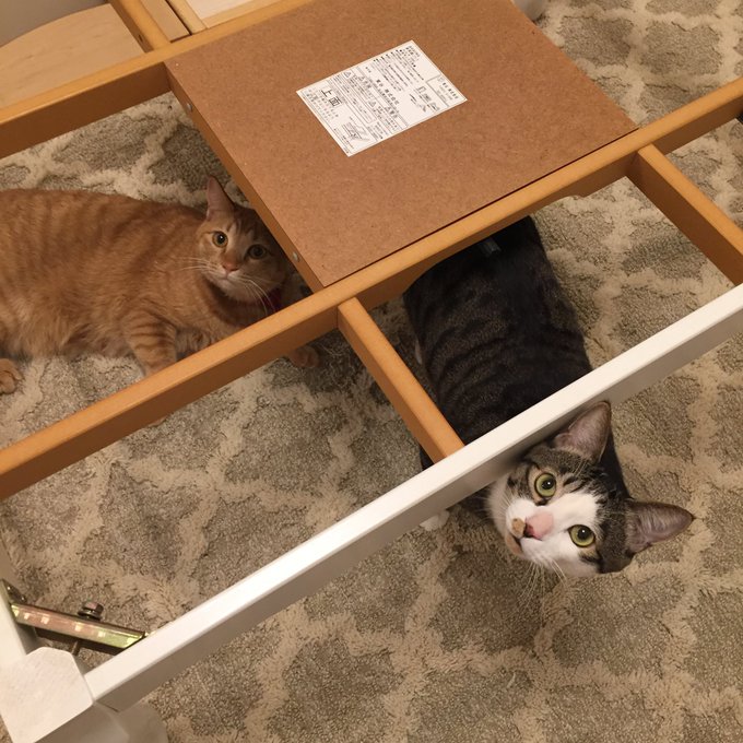 猫 ニャんでこんなひどいことを こたつを撤去されてしまった猫たちの表情が切ないけれどかわいい ねとらぼ