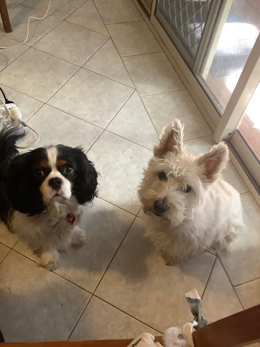 Maggie60310325's tweet image. Hello bootiful frens. Haf snucked onto Hoomum’s I-pawd while she is at work. Tomorrow is Muthers Day here in Australia and my sis Echo and I want to wish her a wonderful day and fank her for all her luvs, treats, walks and belly rubs. We wuv yoo wif all our paws &amp;amp; hearts 🐾🐾❤️❤️