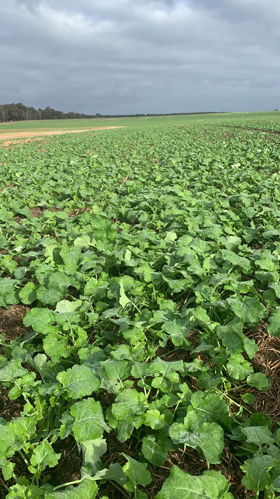 45y93 is going gangbusters about to get another Flexi n top up <a href="/OwenBoxall/">Owen Boxall</a> <a href="/Bossy_68/">Peter Bostock</a> #45y93 <a href="/pioneerseedsau/">Pioneer Seeds - Australia</a>