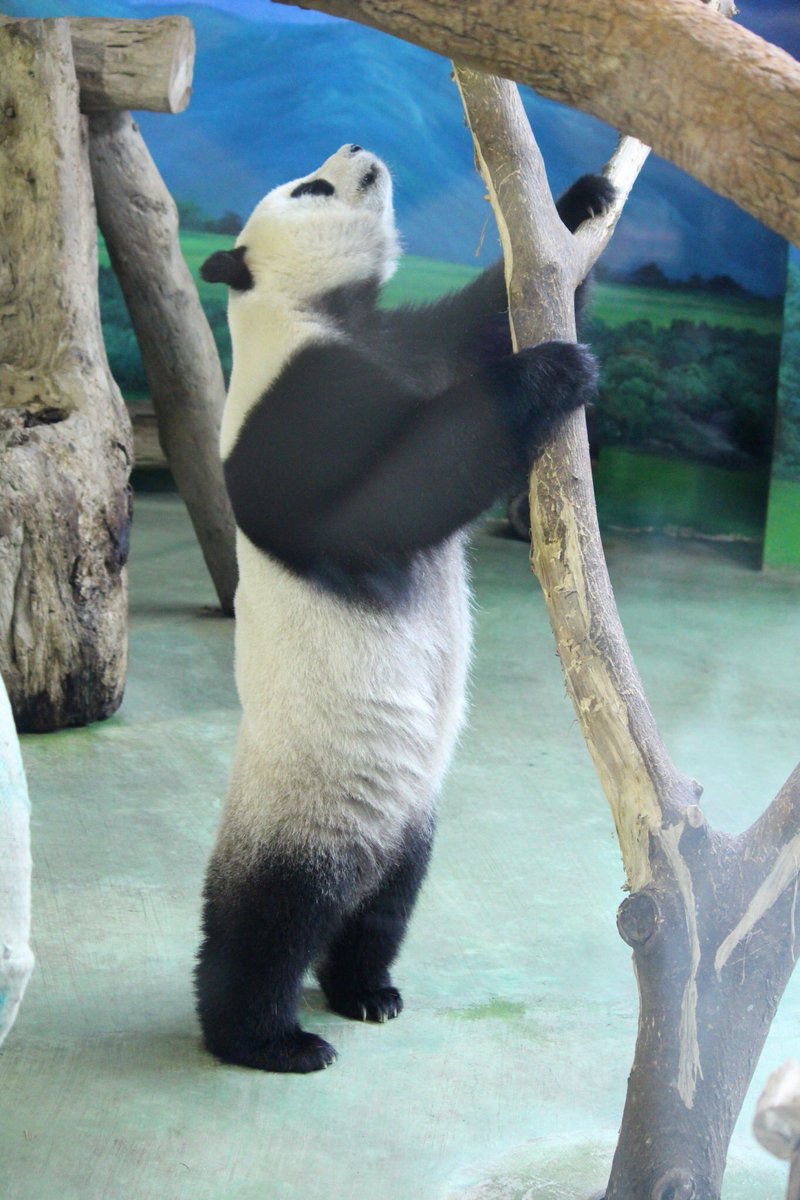 Etiqueta 台北市立動物園 En Twitter