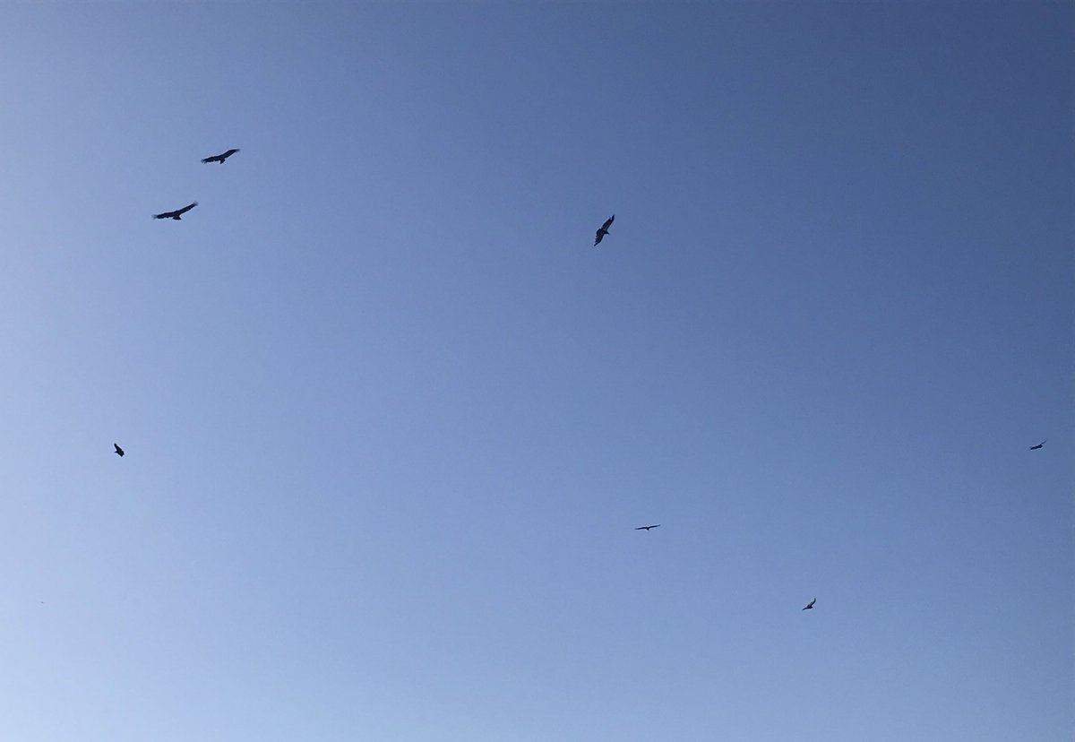 Mom talked to a condor expert from Fish and Wildlife who told her that condors like to ride the updrafts because they’re poor fliers and don’t flap their wings much. Makes sense since they’re the largest bird that can fly. Takes a lot of effort to keep them up in the air!