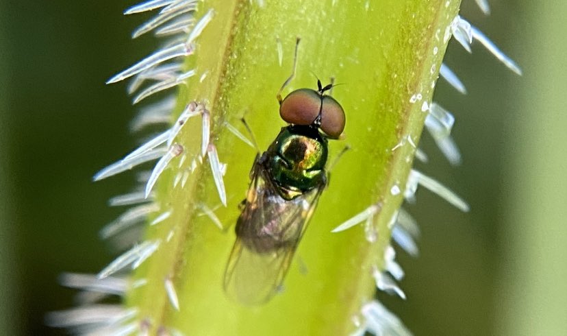 bernoid's tweet photo. This little guy was so cute & dinky. #lookingatflies https://t.co/YdyE7XaQZC