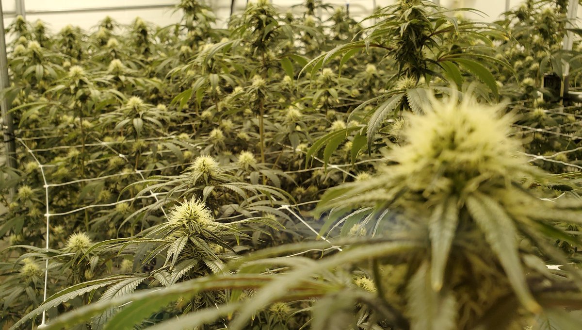 2Cultivators's tweet photo. Foreground/ background. Some week 3 pics of #IceCreamCake. @cookiesqueen33 #cannabis #CannabisCommunity #cannabisculture #growyourown #StonerFam #Mmemberville #methodseven https://t.co/glq7PRrq2m