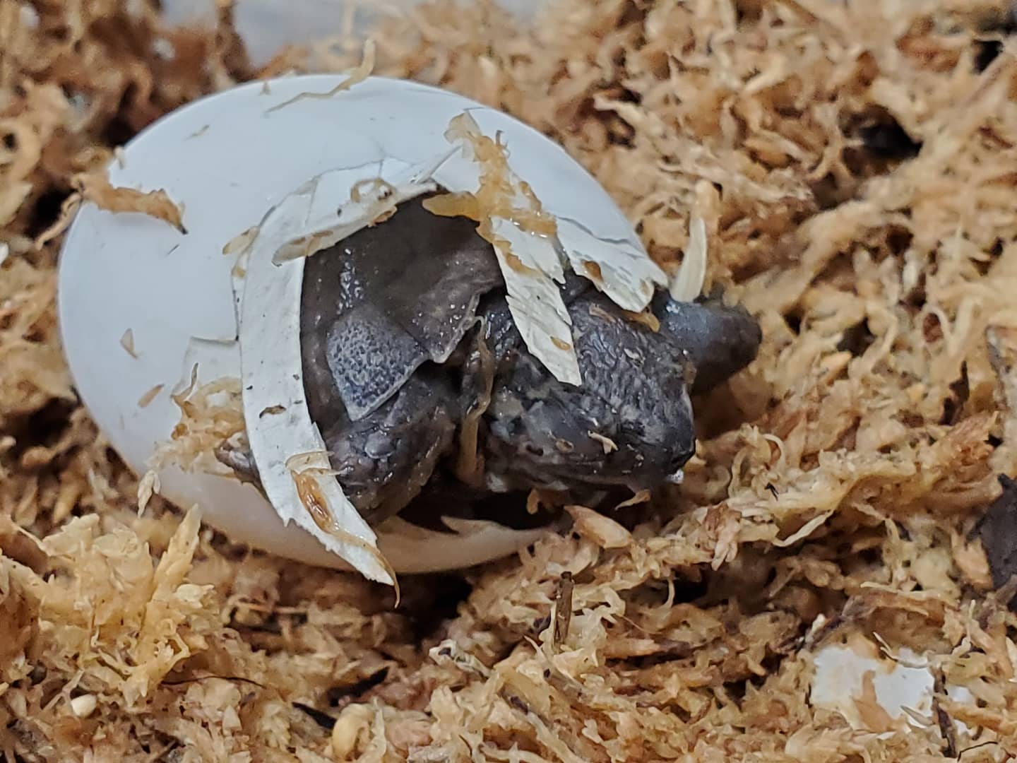 亀楽 きらく オオヤマガメの繁殖成功しました 嬉しすぎる オオヤマガメ Heosemys Grandis カメ好き T Co Zqbexsgz1r Twitter