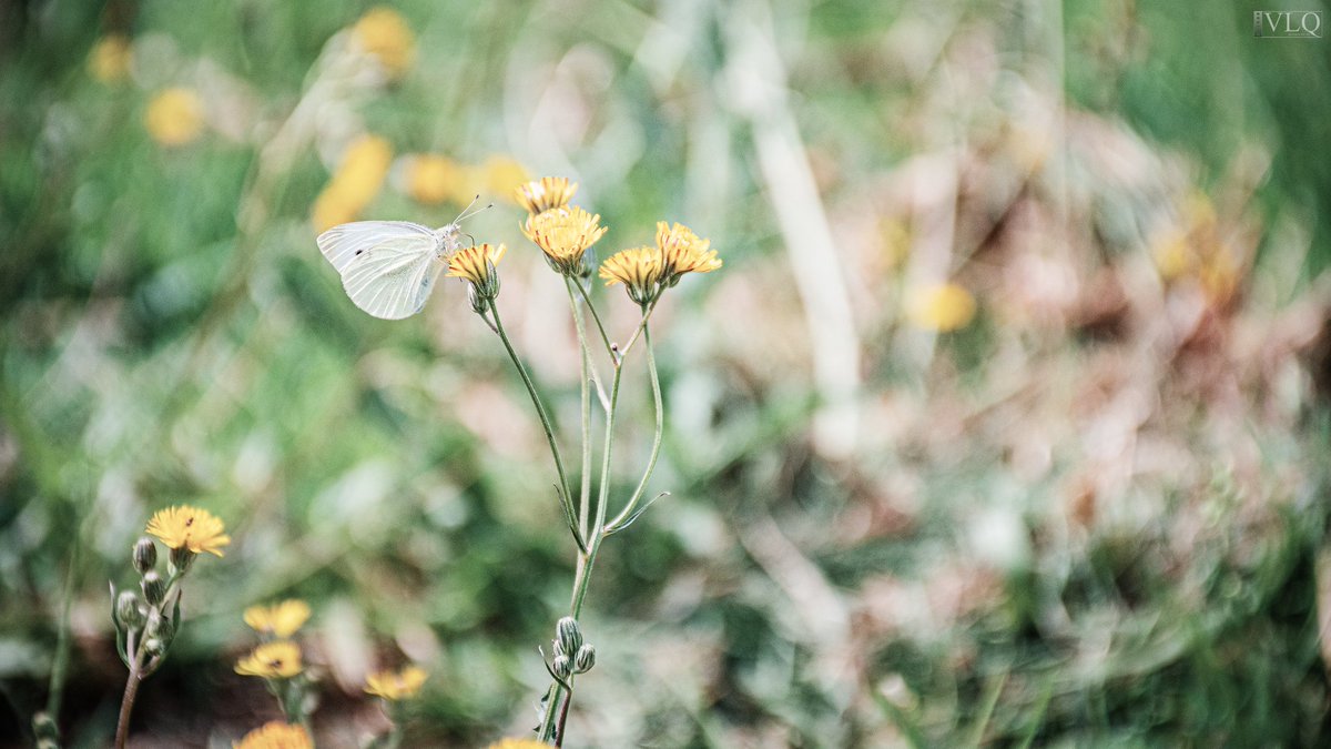 VLQ_audiovisual's tweet photo. “Alimento amarillo”

Fotografía de una mariposa posada en una flor amarilla.

Cámara: Nikon D7500
Apertura de diafragma: f/5.6
Velocidad de obturación: 1/1000 seg
Distancia focal: 140 mm

#mariposa #naturaleza #photography #photo #fotografía #nikon #foto #vlq #vlqaudiovisual https://t.co/kA2TJDEEZY