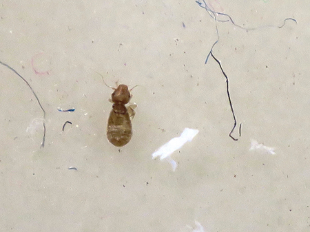 ChicagoMuseum's tweet photo. The thing about #ArchivesBugs is, well, we don't want bugs in our archives! In this blog post, learn about what senior collection manager @bkarendt does as the #IntegratedPestManagement coordinator at CHM. https://t.co/StSlicfF7u #CollectionsManagement #WhenYouWorkAtAMuseum https://t.co/R8hXqYJDLq