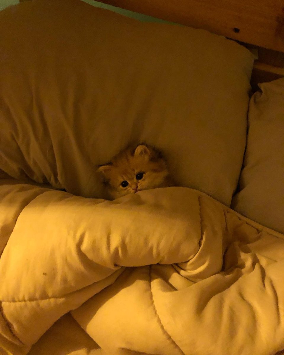 Erickajamon's tweet photo. He going to sleep now https://t.co/DOKiz8Lq3O