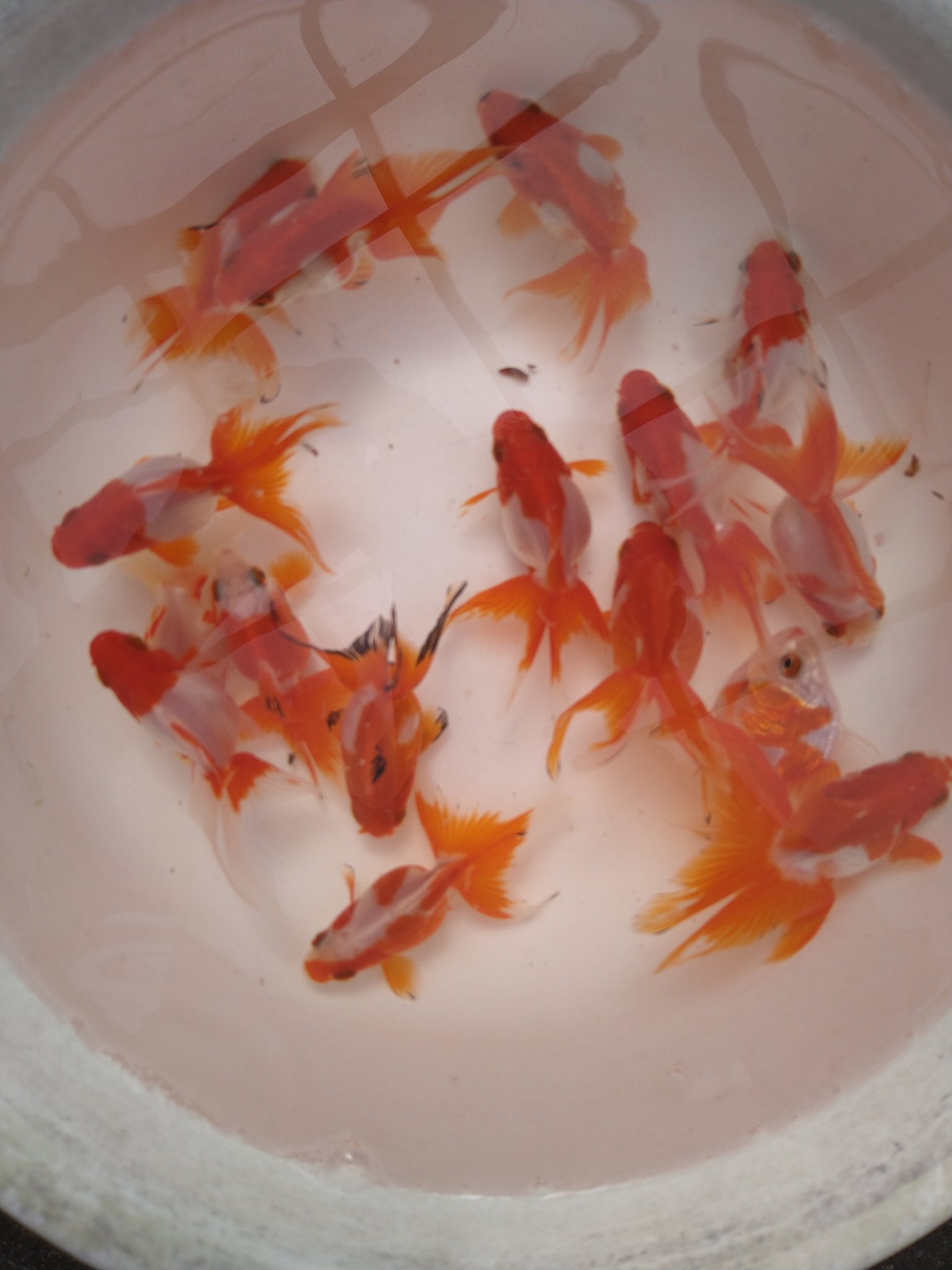 木花養魚苑 好事家なる金魚屋 Sacrayoshino Twitter