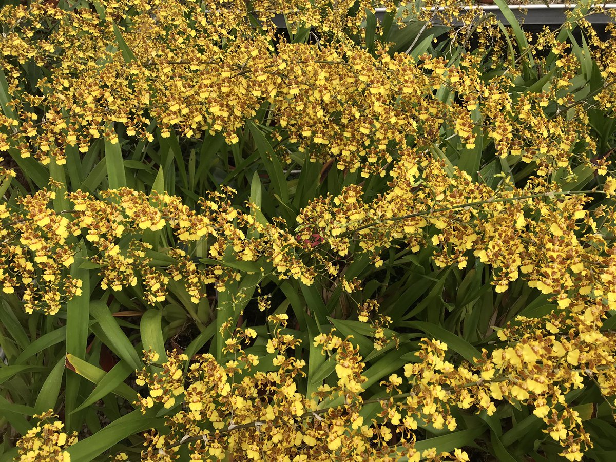And we’ve a forest of Oncidium aff. sphacelatum <a href="/TheBotanics/">Royal Botanic Garden Edinburgh</a> #RBGEhort from low altitude Mexico, Guatemala and Belize through to Costa Rica and Venezuela