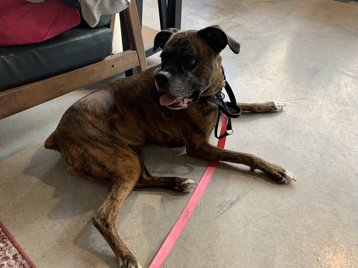 Boxer Stella (RIP Sacha) tweet media