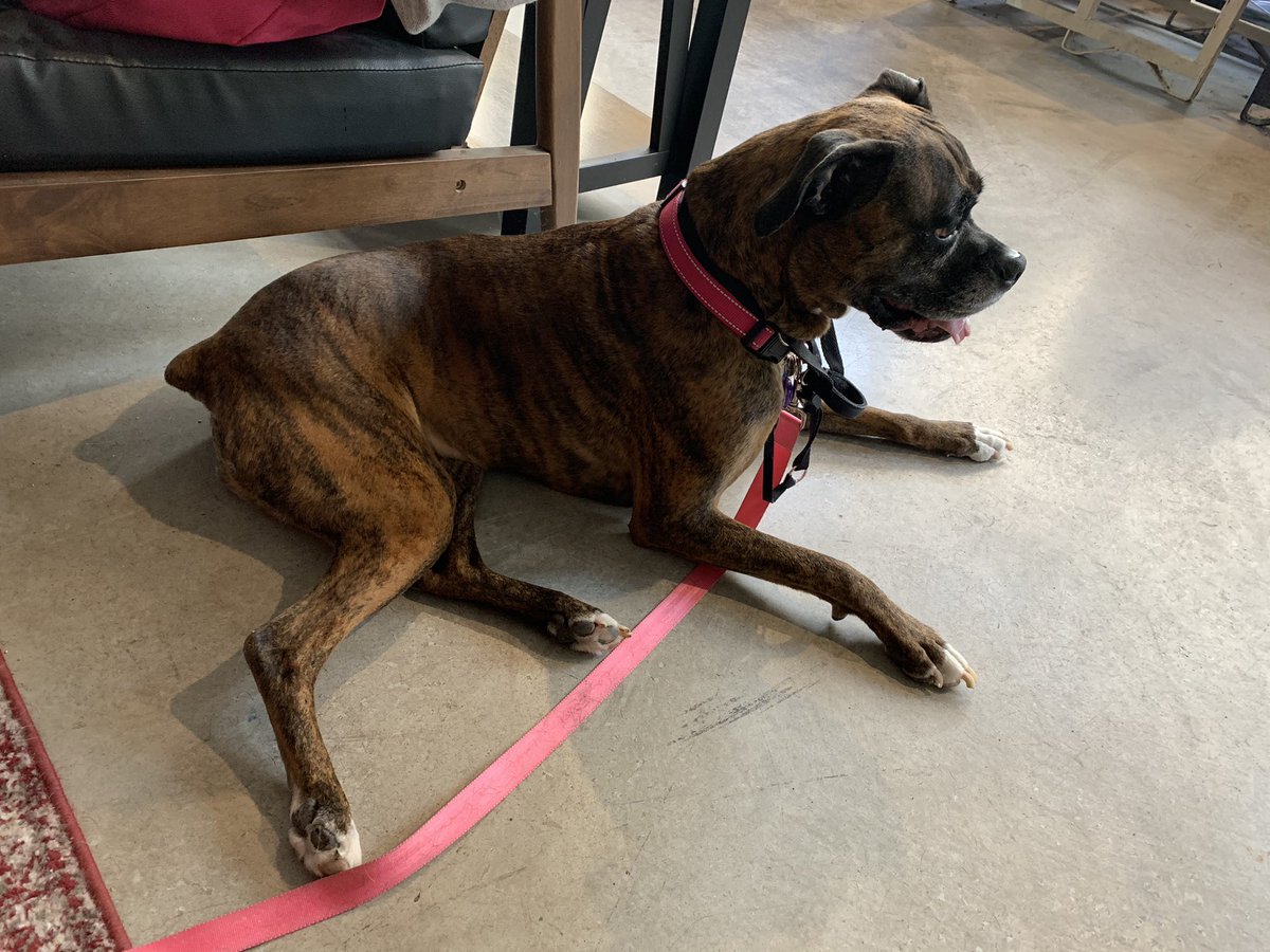 Boxer Stella (RIP Sacha) tweet media