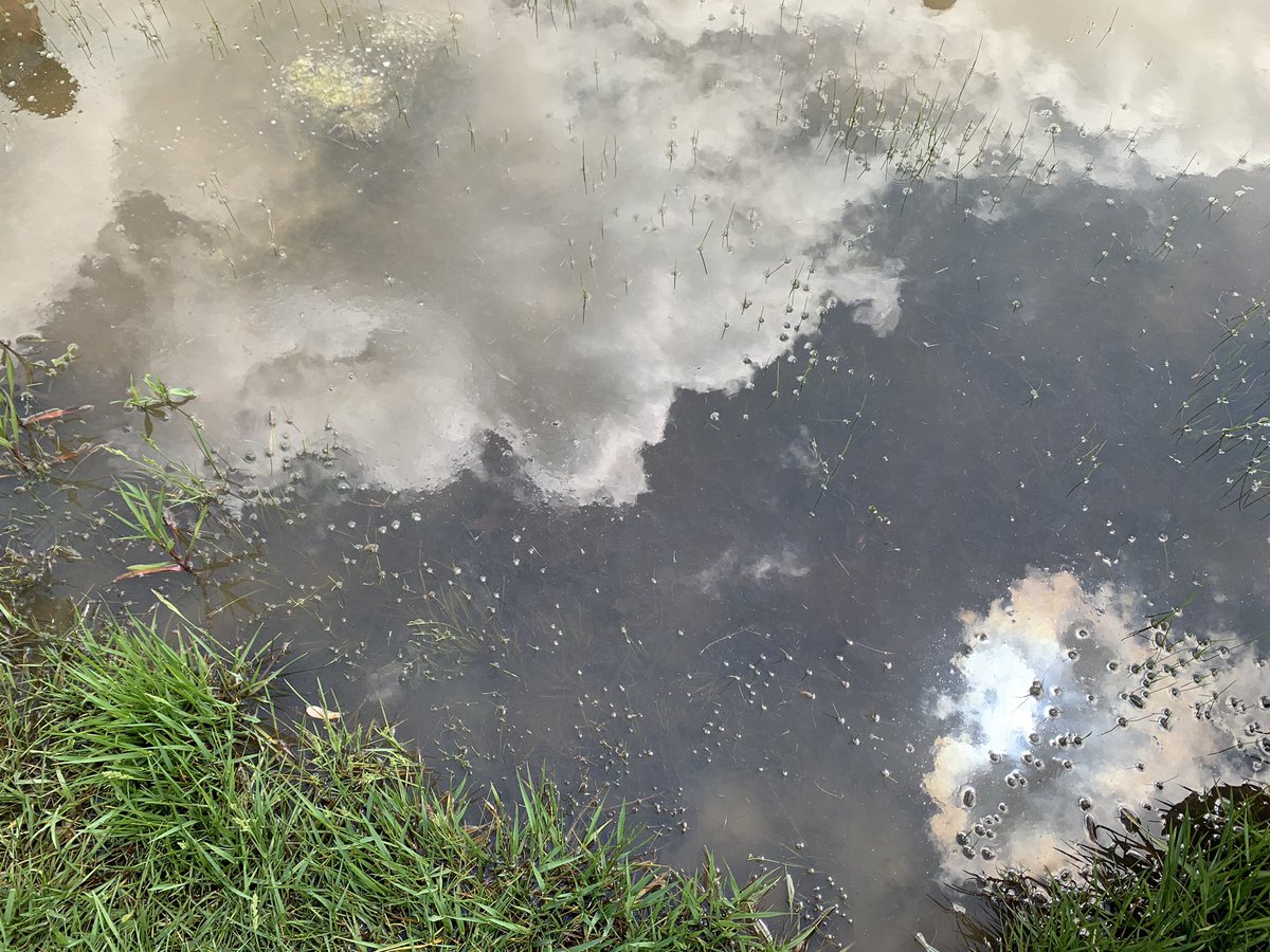 We love the wetlands! Spotted: tadpoles and a mama killdear coming back to protect her eggs!