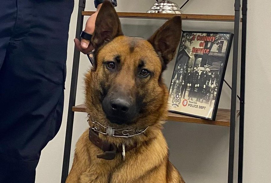 OnPatrolK9's tweet photo. New Royal Oak police K9 dog is first female in the job
😍Aoooooooo!!! Gorgeous girl power. Good luck and god bless to Officer Drew Nadrowski and K9 Thorvi (amazing meaning)
https://t.co/PnacTbWPyP
#BlueLine #BackTheBlue #dog #K9 #police #military #WaronDrugs #LiveP https://t.co/Y3RLfJ3306
