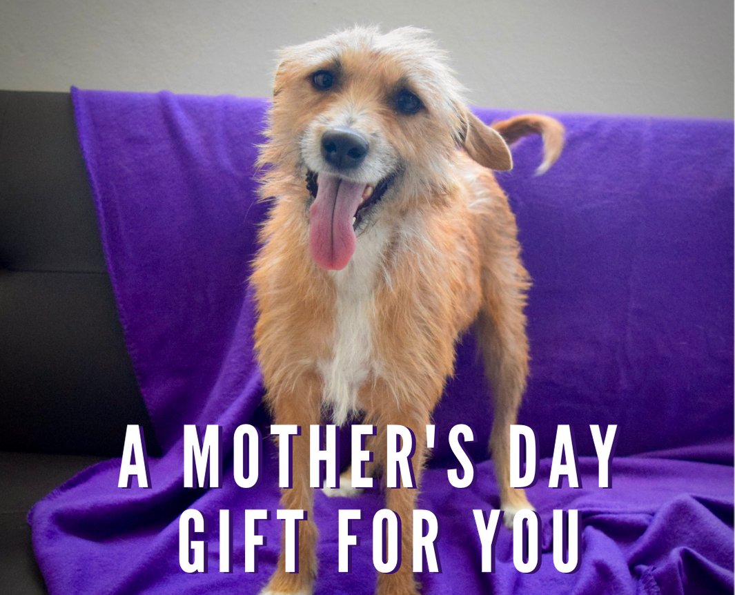 #MothersDay is this Sunday! Still need a last minute gift?  You could send a gift that helps save lives & gives more sato mums like Meredith a second chance. Visit  thesatoproject.org/mothersdayecard to learn more.
 #MothersDay2021 #mothersdaygifts #giftsthatgiveback