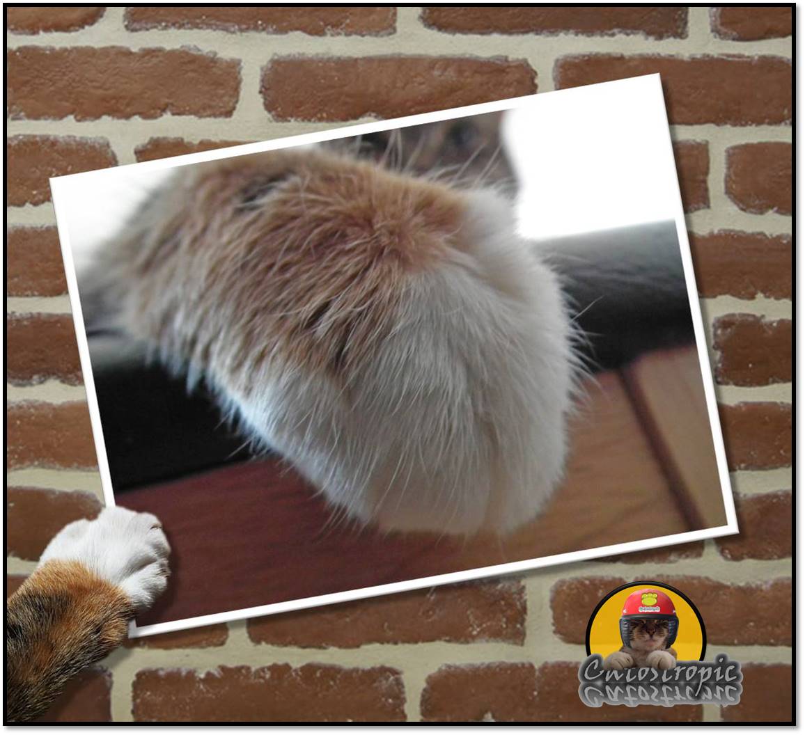 catostropic's tweet photo. @snowangelmrsp How about some paw 🐾 https://t.co/5GDLQh9zNk