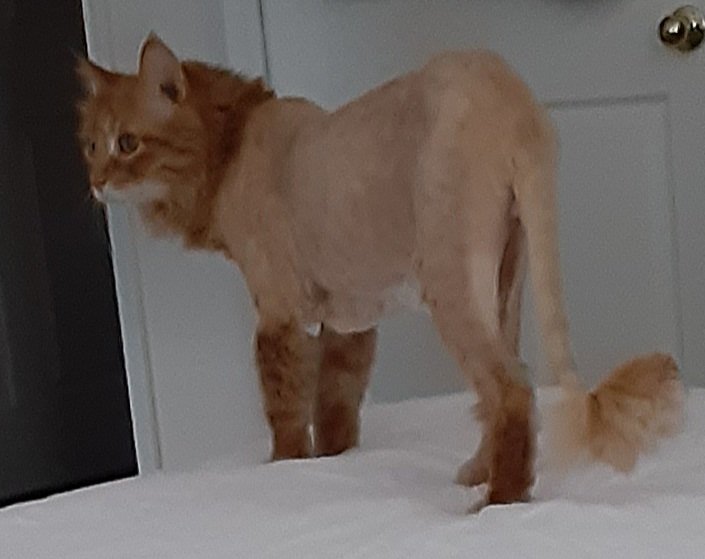 2sweetrescues's tweet photo. @russell_terror Hello, Jack! I'm James. 😸 Welcome to Twitter! I can't wait to follow your adventures! I'm a bit embarrassed about this hairdo but mama says it helps my itchy skin! 😸😻💙❤🌈 https://t.co/RqIX7CKote