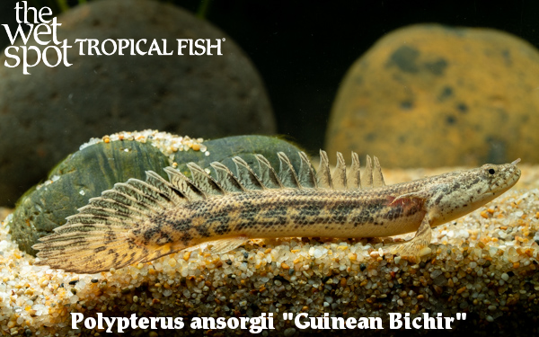 The Wet Spot Tropical Fish tweet media