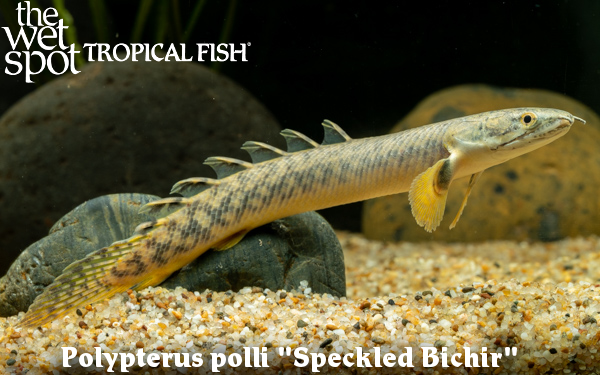 The Wet Spot Tropical Fish tweet media