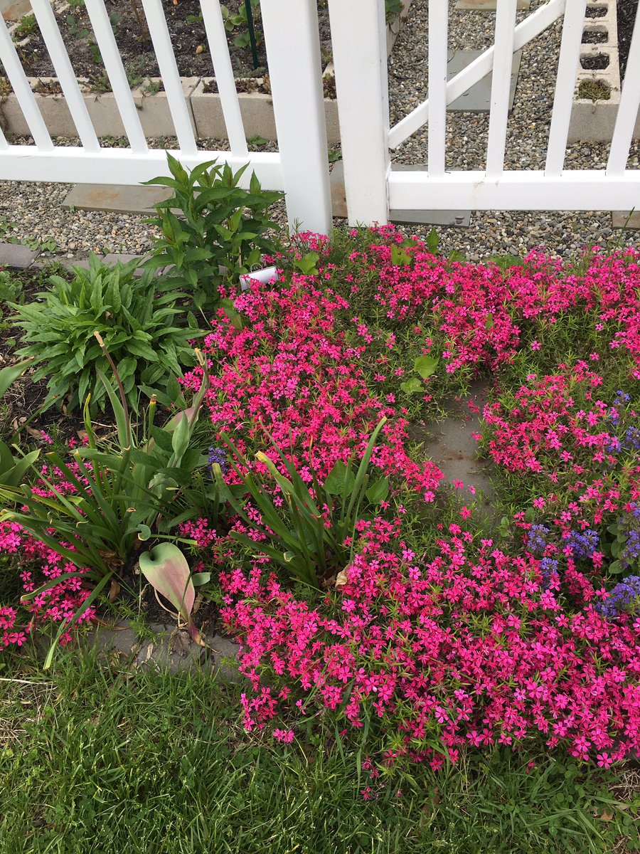 FSD_Scott's tweet photo. The @FsdGarden inspires me every day with ideas for my garden at home. Surely @FSDVikings has the loveliest school garden! #schoolgarden #Gardengoals https://t.co/qcN66XsXcc