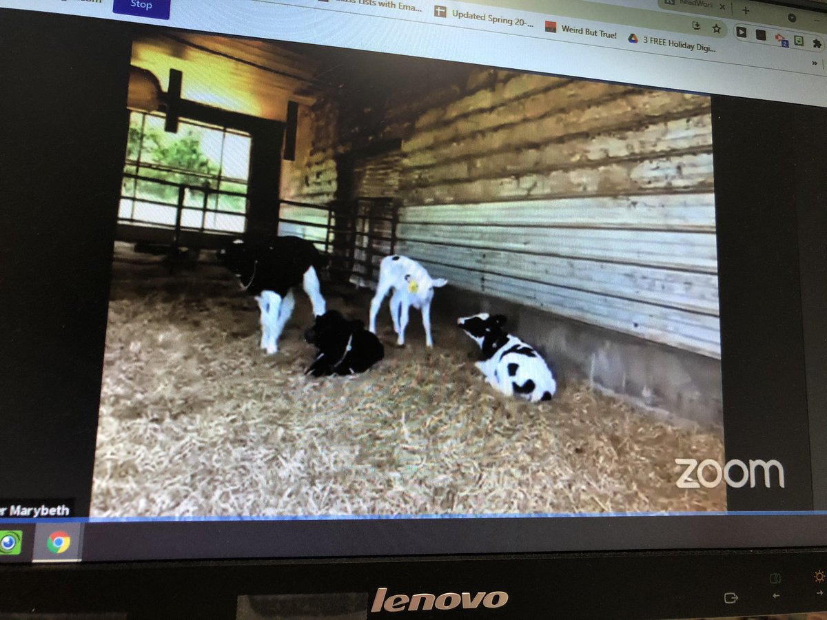 MsSeibelBES's tweet photo. Spent some time this afternoon getting a tour of the GW Bell and Sons farm in Kings Mountain, NC where our adopted class cow, Hannah, lives. Informative, engaging and fun! https://t.co/71Ahjd2hFU