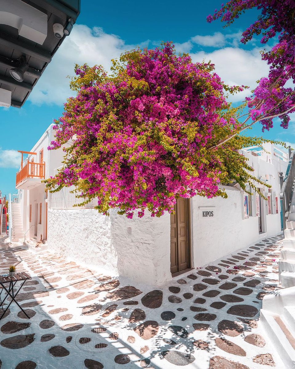 europe_ah's tweet photo. 📍Mykonos town
📍Paroikia
📍Grace Mykonos
📍Mykonos https://t.co/lORfoZ3jtC