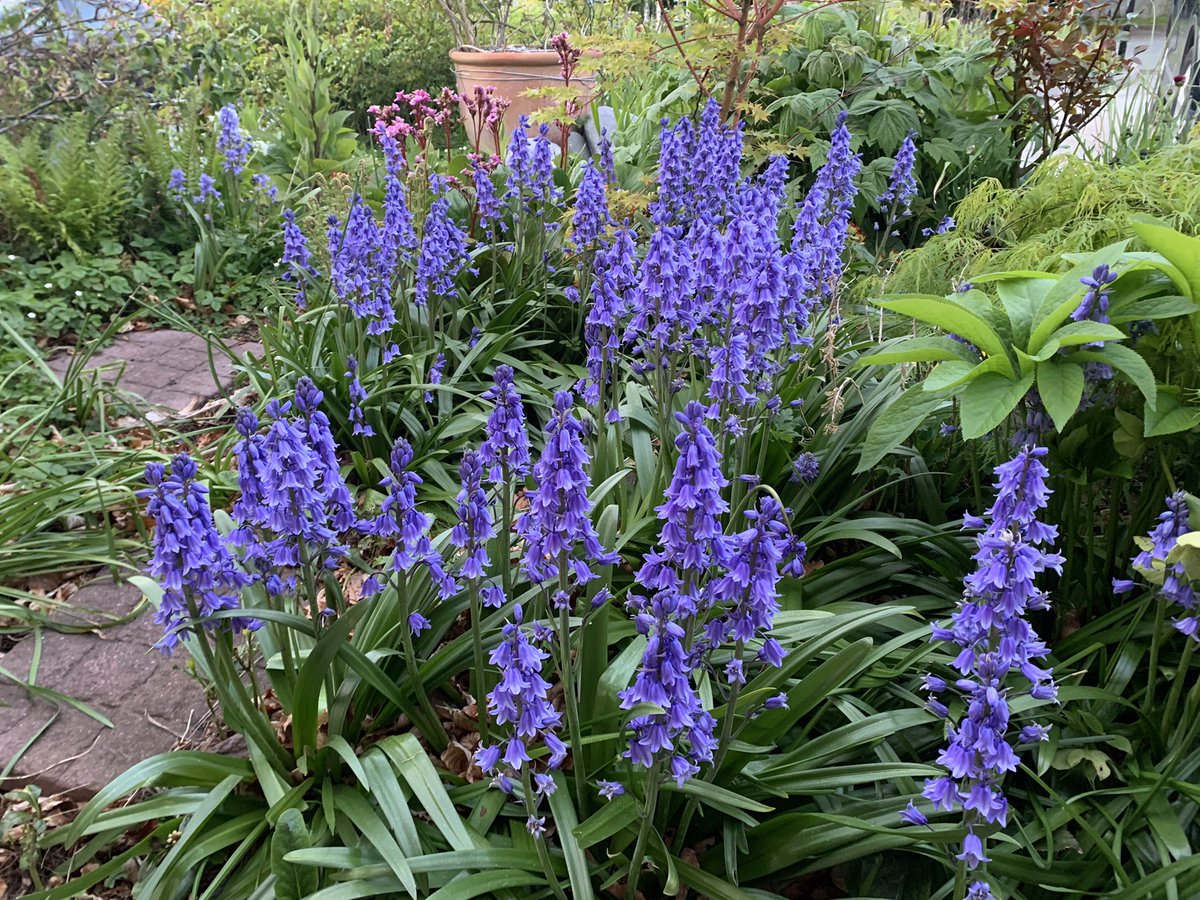 GardeningWell's tweet photo. Bee happy!
#gardening #Flowers #savethebees https://t.co/EYvcvrfZoF