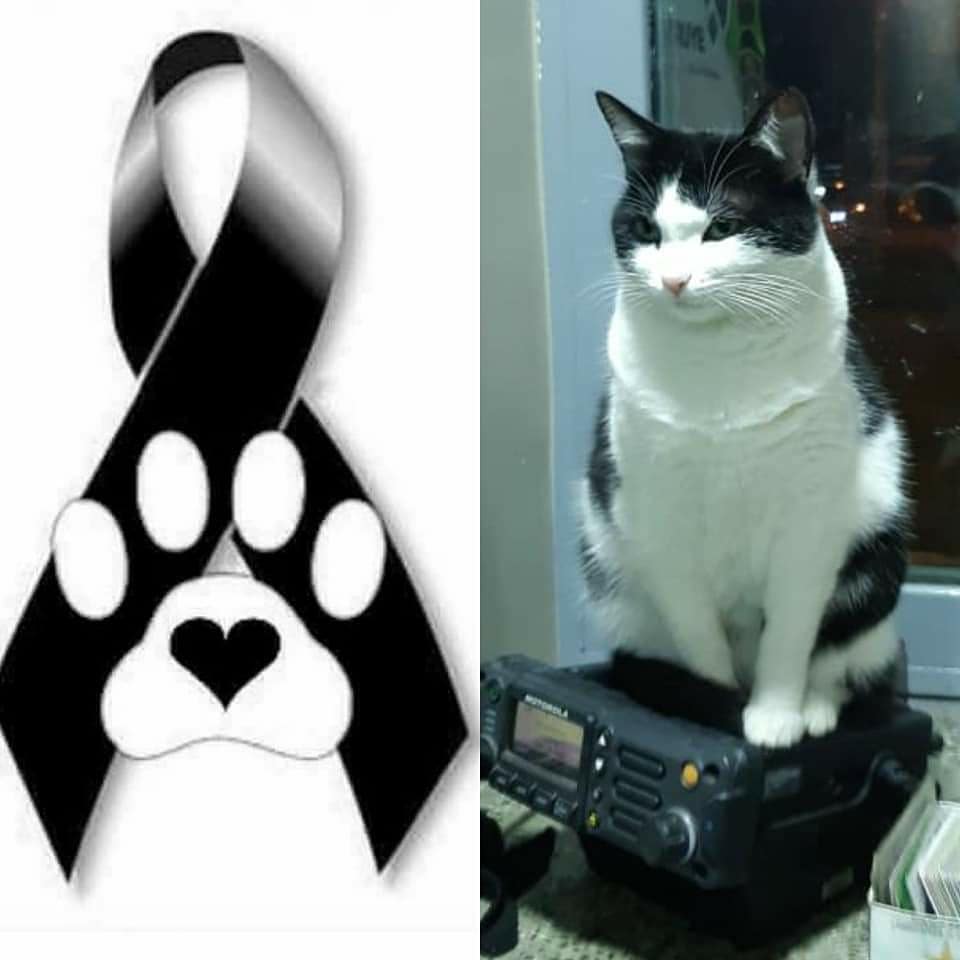 Minina la gatita del CAI La Paz en Popayán Cauca fue torturada y asesinada como advertencia a los policías que laboran allí... #ConLosAnimalesNo S.O.S