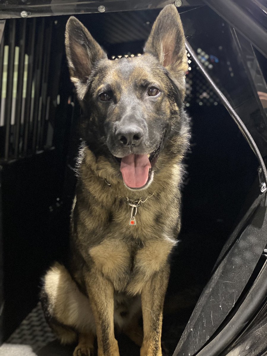 K9Oni's tweet photo. I haven’t posted in a while, thought I’d share some adventures from this week. I got to back up my mom finding some robbery suspects at the start of the week.. followed the next day by helping ODW CRT find someone wanted for multiple felonies to include sexual assault. https://t.co/L7UoUjxzQS