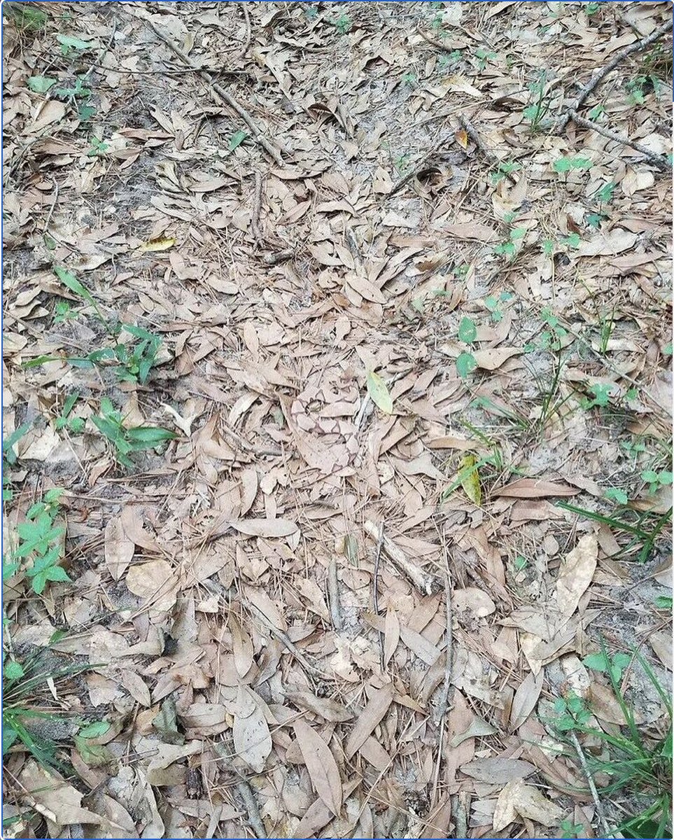 waitbutwhy's tweet image. Find the snake