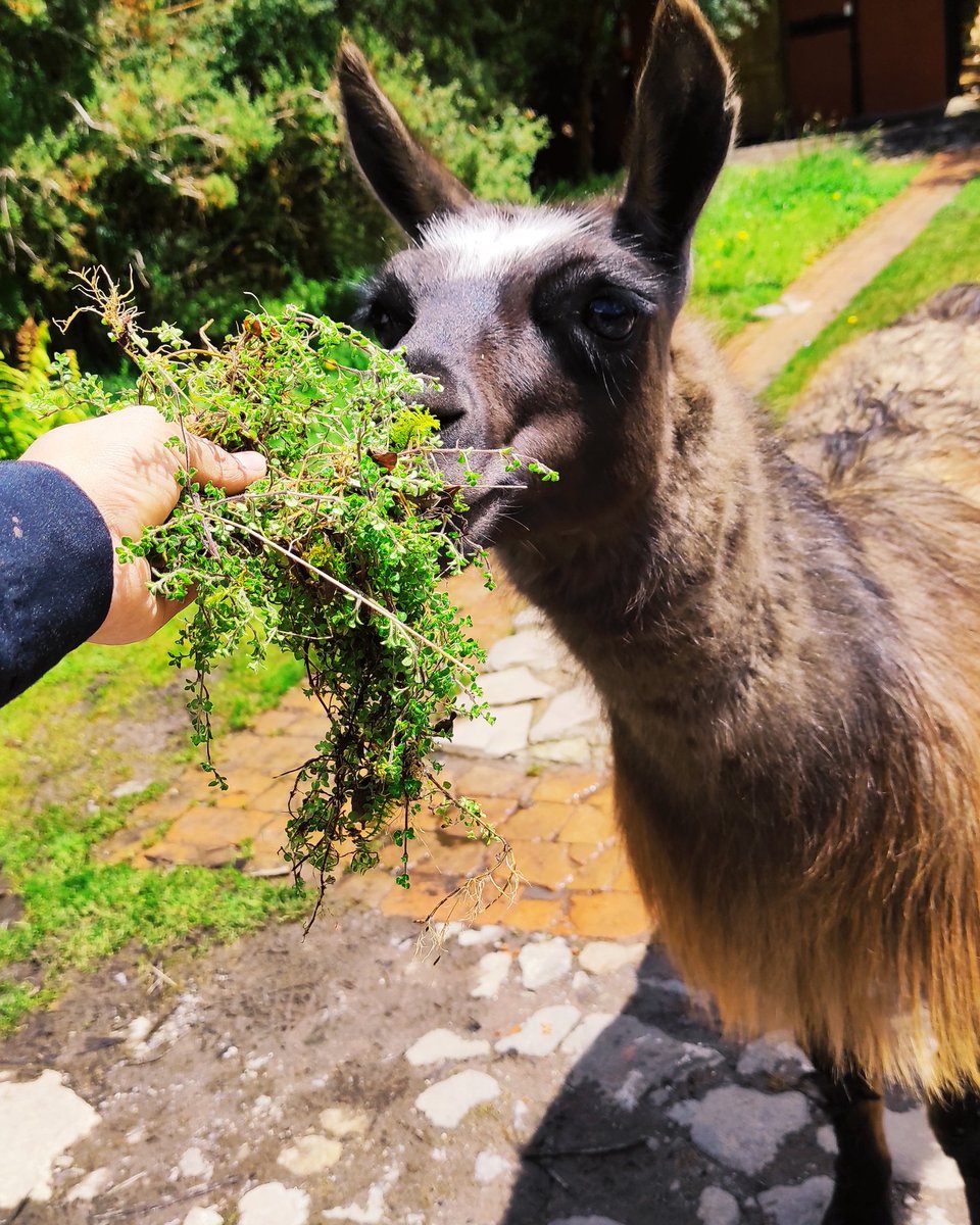 Israle9T's tweet photo. Llama https://t.co/u1rpsnt40X