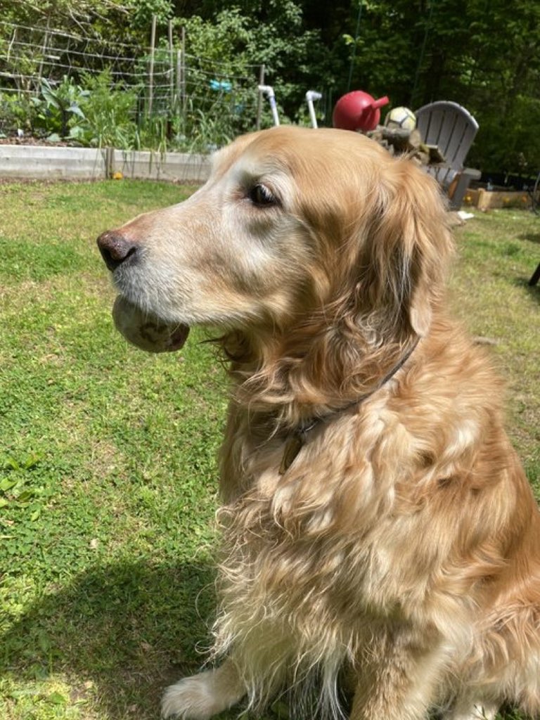 dog_rates's tweet photo. This is Kai. He has a tumor on his chin. It’s annoying when he eats and he’s a little self conscious about his extra drooling. We’ve paid for the remaining cost of his pupcoming surgery to remove it. Please consider getting pet medical insurance. It’s best to be puppared. 13/10 https://t.co/H7s2I17O1C