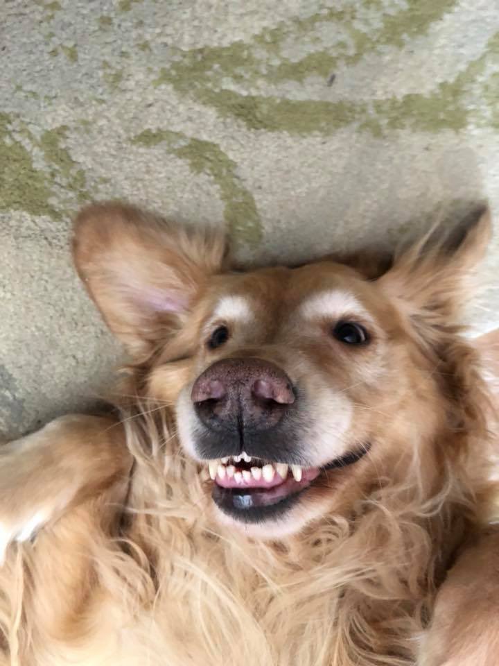 dog_rates's tweet photo. This is Kai. He has a tumor on his chin. It’s annoying when he eats and he’s a little self conscious about his extra drooling. We’ve paid for the remaining cost of his pupcoming surgery to remove it. Please consider getting pet medical insurance. It’s best to be puppared. 13/10 https://t.co/H7s2I17O1C
