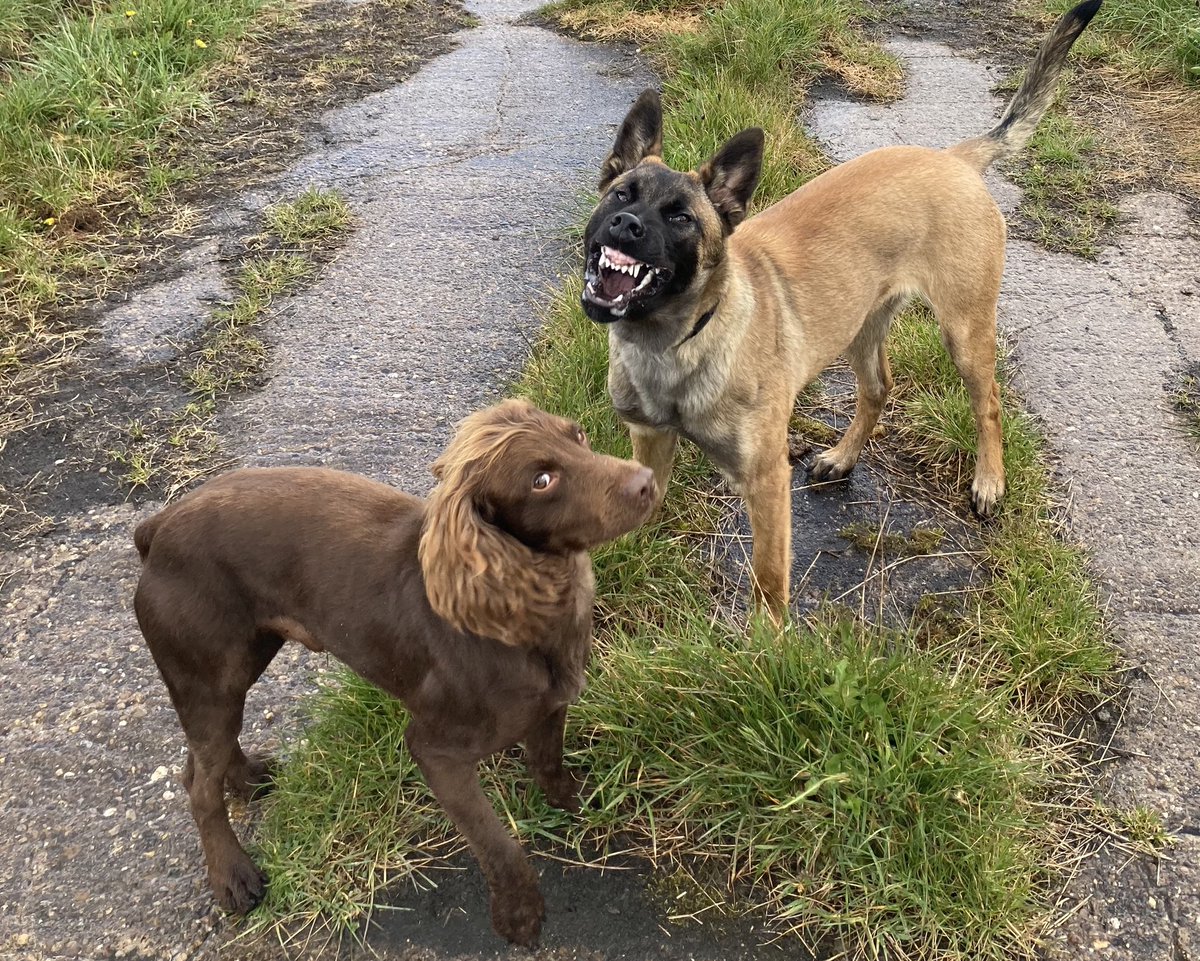 PDRoost_PDZero_'s tweet image. Following on from this mornings perfect pose...... TPD Zero’s facial expressions do make us all laugh.......🤣🤣