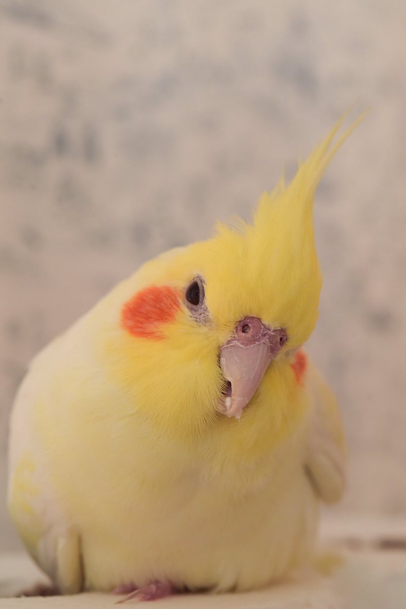 キャンプするオカメインコ Ok Okamecamp Twitter キャンプするオカメインコ Ok Okamecamp Twitter