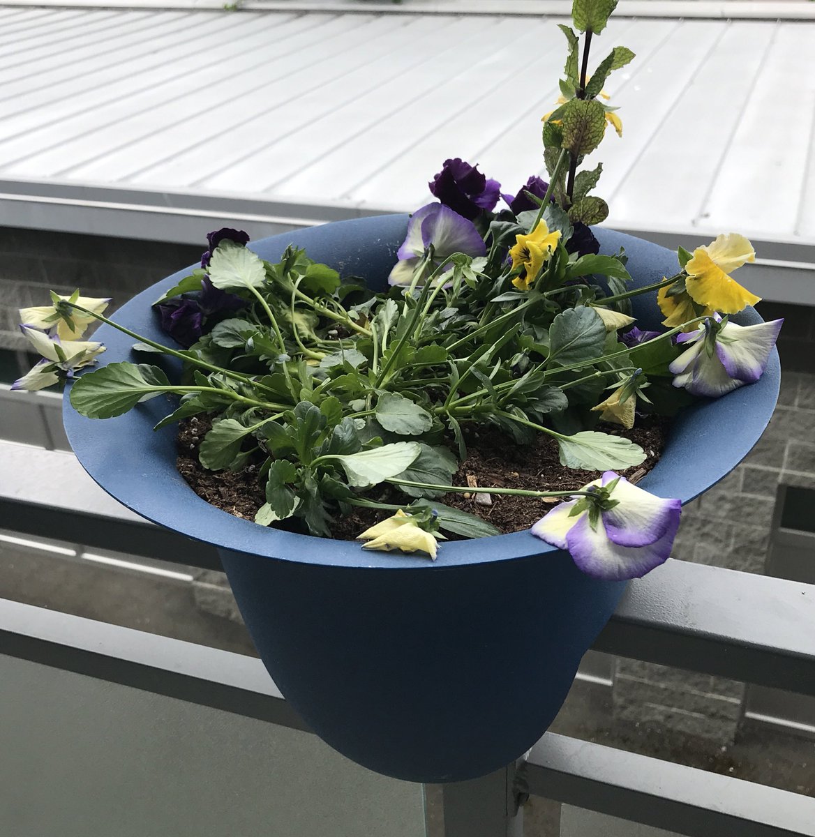 meganTcbc's tweet photo. My flowers are not impressed with the weather in Victoria this afternoon @JWagstaffe @KathrynMarlow https://t.co/XJM3j604Gg