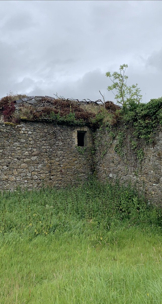 This is the gardeners cottage in the walled garden. Derelict buildings like these on farms are ideal nesting habitats for birds like starlings and swallows  #FarmlandBiodiversity