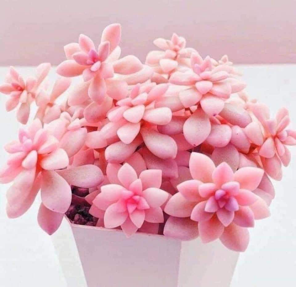 LUA CHEIA DE AMOR. (@grandesol2016) on Twitter photo 