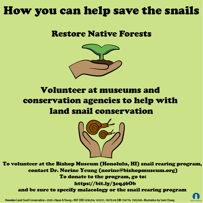PacificSnail's tweet photo. We hope you enjoyed learning about our snails this week! Unfortunately they are severely threatened and most are hypothesized to be extinct. We are always looking for volunteers to take care of our snails or help database our collections. Contact us here if interested! https://t.co/IJJeeWctSD